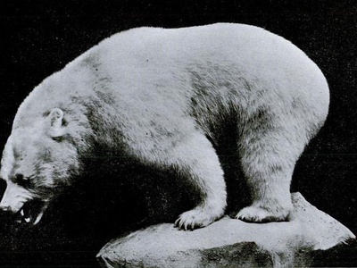 Kermode bear