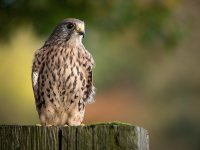 Kestrel