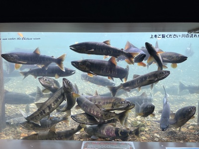Keta salmon