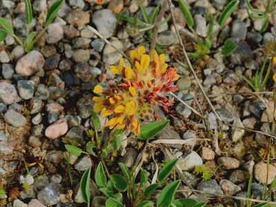 Kidney Vetch
