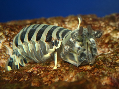 Killer Shrimp