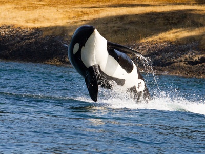 Killer whale