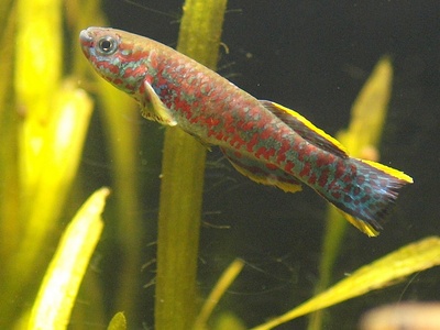 Killifish