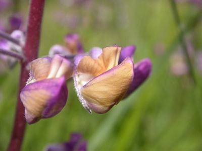 Kincaid's Lupine