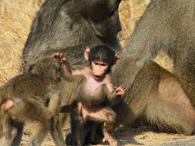 Kinda baboon