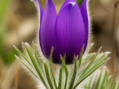 King Alexander's Pasqueflower