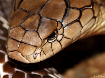 King Cobra