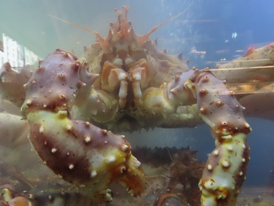King Crab