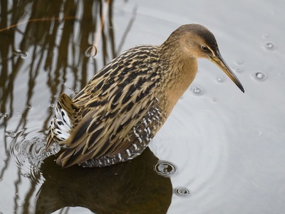 King Rail