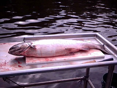 King salmon