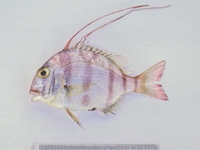 King Soldierbream