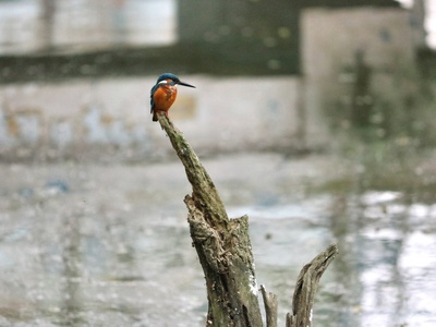 Kingfisher