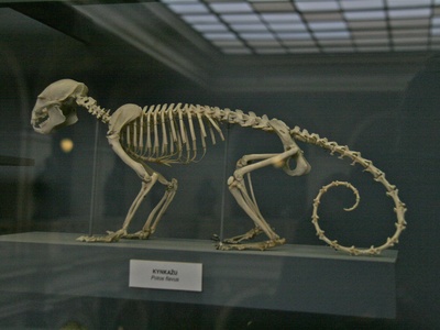 Kinkajou