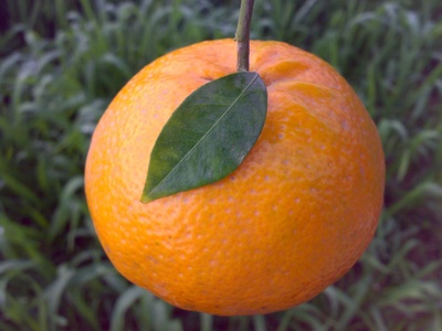 Kinnow Orange