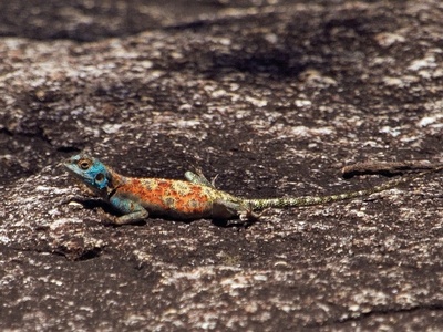 Kirk's Rock Agama