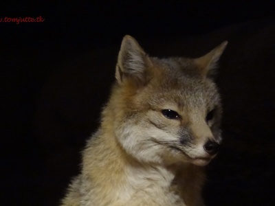 Kit Fox