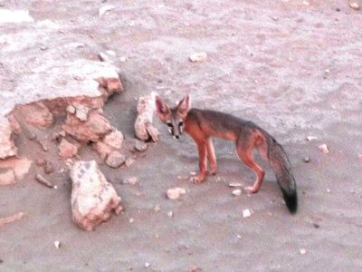 Kit fox