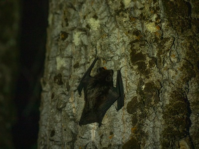 Kitti's hog-nosed bat