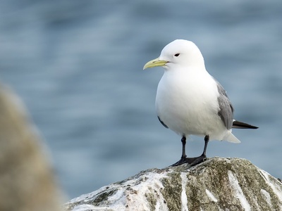 Kittiwake