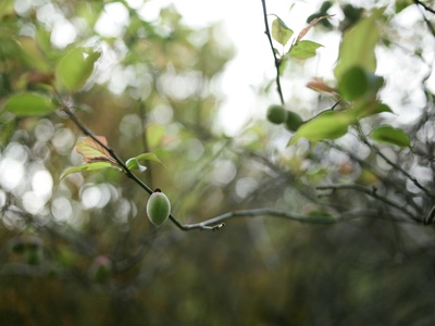 Kiwiberry (hardy kiwi)