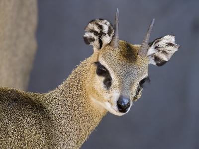 Klipspringer