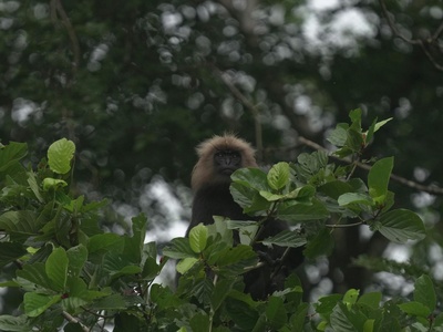 Kloss's gibbon