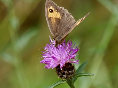 Knapweed