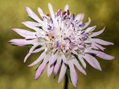 Knautia