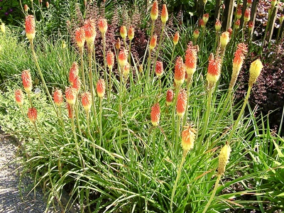 Kniphofia