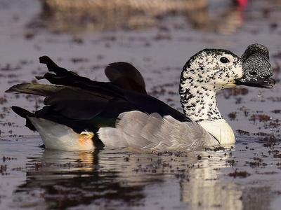 Knob-billed Duck