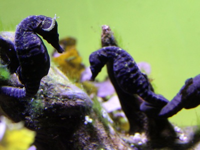 Knysna Seahorse