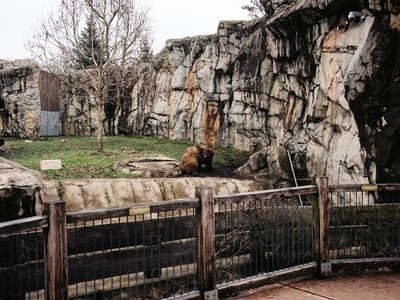 Kodiak bear