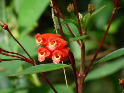 Kohleria