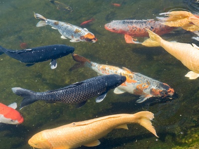 Koi