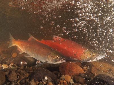 Kokanee