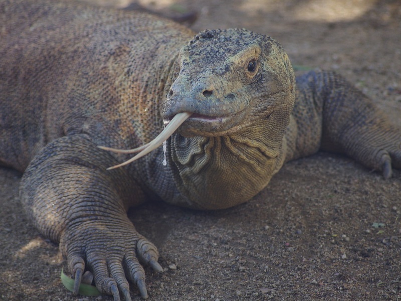 List of Rare Animals in Indonesia - Flora Fauna Fun