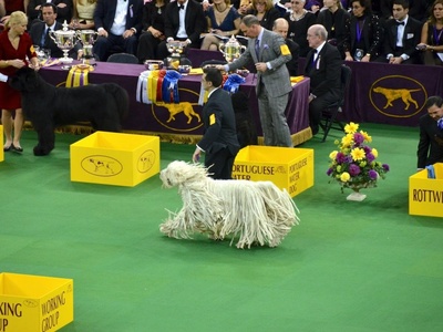 Komondor