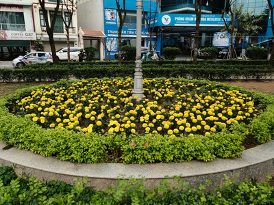 Korean Bellflower