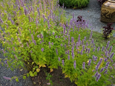 Korean Mint