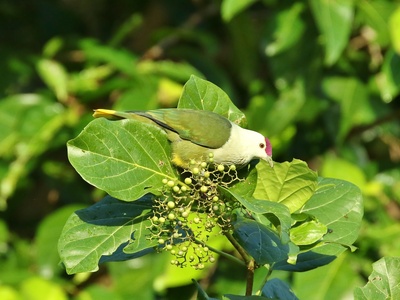 Kosrae Fruit Dove
