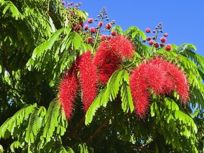 Kosso Tree