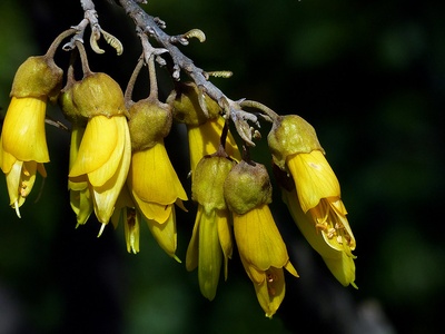 Kowhai