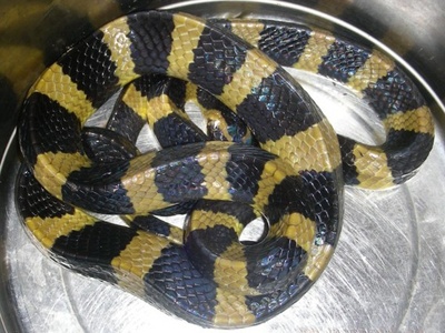 Krait