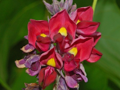 Kudzu