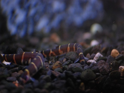 Kuhli loach