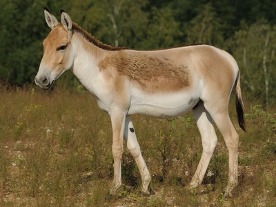 Kulan