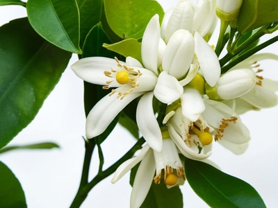 Kumquat