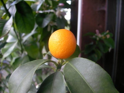 Kumquat