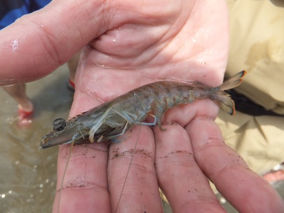 Kuruma prawn
