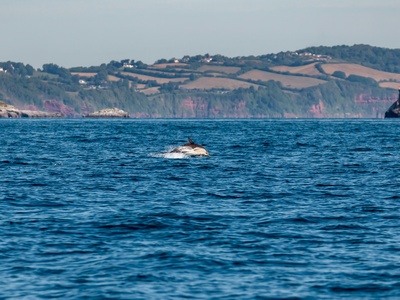 La Plata Dolphin (Franciscana)